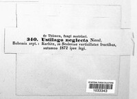 Macalpinomyces neglectus image